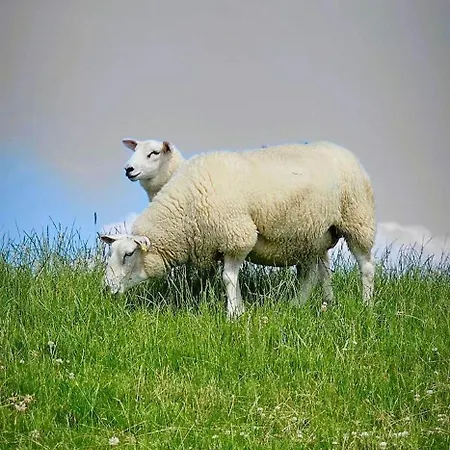 Grommy`s 2 Eckwarden Ferienhaus *