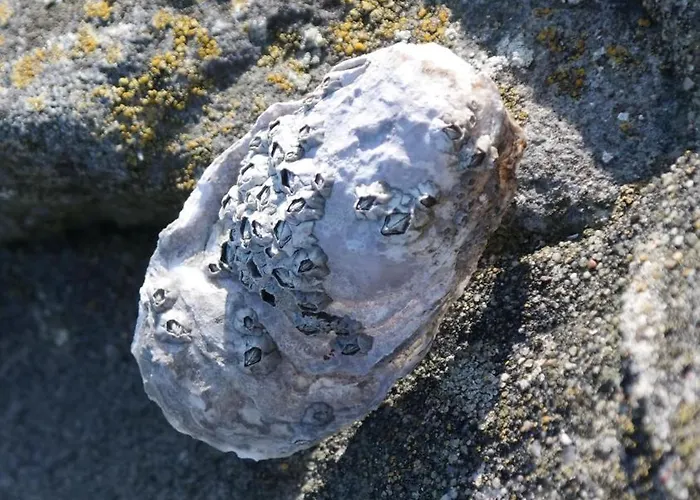 Casa vacanze Grommy's 2 Eckwarden *