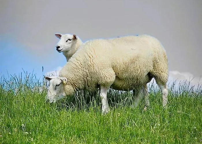 Grommy's 2 Eckwarden Casa vacanze *